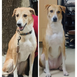 Missing: White-Brown Mix Female Indie Dog from Kalavoor, alappuzha