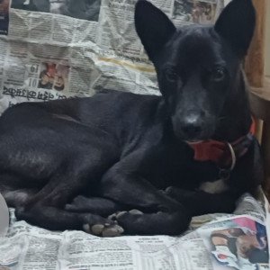 Missing: Black Male Indian Dog from Balaji Kewalya Park, Kumhari, Raipur