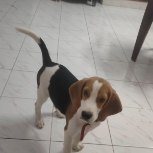 A White-Brown Mix Beagle Dog Missing from 5th street, Periyar nagar, madipakam-2