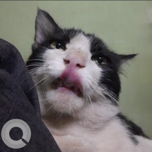 Missing: Black and White Male Indie Cat from Rakshaknagar Phase 5 Kharadi