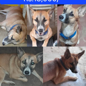 A Brown Indie Dog Missing from Telaulim Navelim 403707