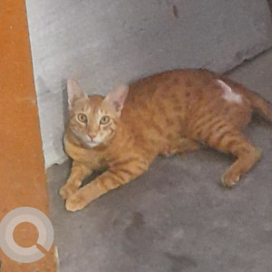 A Orange Stray Cat Missing from Vishala, Ahmedabad