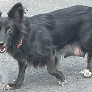 Female dog roaming around on the Sector 70 Road