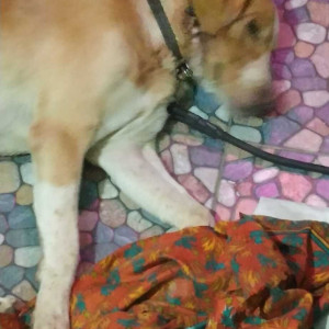 Indie dog is found in Selaiyur - East tambaram