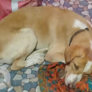 Indie dog is found in Selaiyur - East tambaram-2