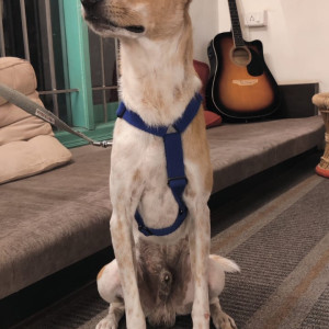 My male Indie dog is missing since yesterday from Haralur-3