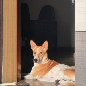 My male Indie dog is missing since yesterday from Haralur-2