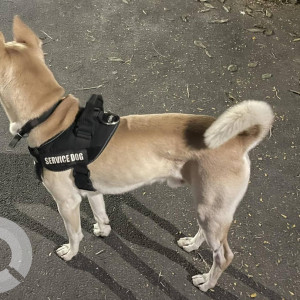 A dog is found near Papa's Lifeline Hospital Jayanagar-2