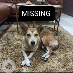 One of my street dog named shaggy, has been missing from our area, Hadapsar (Vaiduvadi)