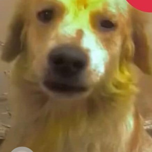 Labrador Retriever is missing from Tilak nagar, mukhram park-3