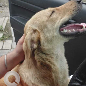 Sheru is missing from Majestic Euriska, opp T3 restaurant , Undri-2