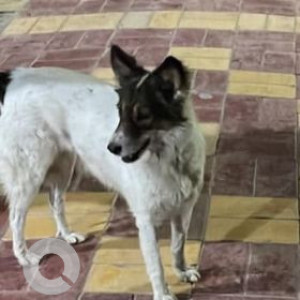 My indie pet Sheru is missing from IGL pump dwarka Sec 20, Delhi