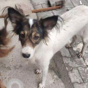 My indie pet Sheru is missing from IGL pump dwarka Sec 20, Delhi-2