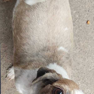 Female Shih Tzu is roaming near Shivaganga Theatre, Dilshuknagar