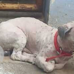 Found adult Shih Tzu male near Vyalikaval Police Station-2