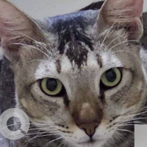 A pet cat is missing from Shastri Nagar-2