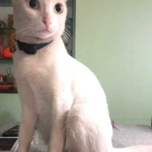 A pet cat is missing from Chinmaya nagar around Natesh nagar area