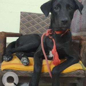 Indie dog is missing from  Rampur Garden Bareilly-2