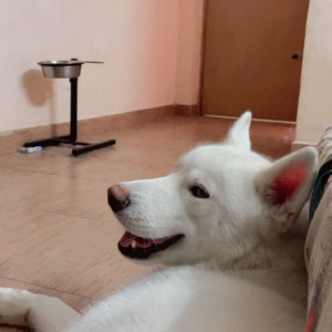 My Pet Male Siberian Husky is missing from Gurgaon