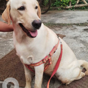 Female Labrador is found near Talbagicha  kennel-2
