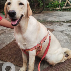 Female Labrador is found near Talbagicha  kennel