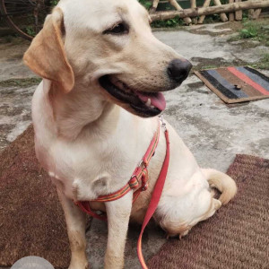 Female Labrador is found near Talbagicha  kennel-3