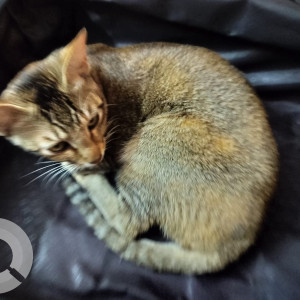 Missing: Light Brown Female Indie Cat from Sector 24D  Chandigarh-4