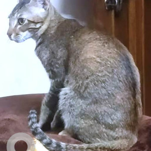 Missing: Light Brown Female Indie Cat from Sector 24D  Chandigarh-2