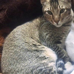 Missing: Light Brown Female Indie Cat from Sector 24D  Chandigarh-3