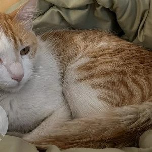 Missing cat from Suryadeep Society Undri near Mahalaxmi Society-2