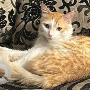 Missing cat from Suryadeep Society Undri near Mahalaxmi Society