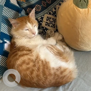 Missing cat from Suryadeep Society Undri near Mahalaxmi Society-3