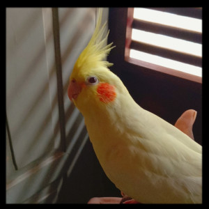 Missing: Golden Male Cockatiel Bird from Last seen at street no 7 ,sai ram colony,kommadi jn ,madhurawada-530048-3