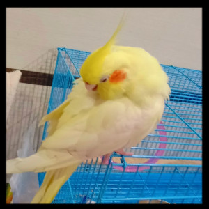 Missing: Golden Male Cockatiel Bird from Last seen at street no 7 ,sai ram colony,kommadi jn ,madhurawada-530048