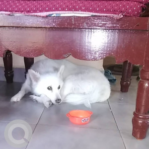 My pet snoopy is missing from PTC Thoraipakkam-2