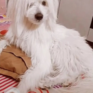 Mix Lhasa Apso is missing from Malpura