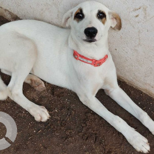 A pet dog is missing from Shivarampally pillar no. 288 , beside temple and marble stone shop