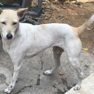 Indie dog  is missing from Ozone Evergreens, Harlur road