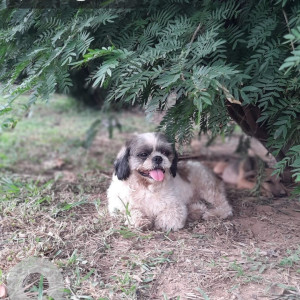 My 3 year old pet dog sugar is missing from mani majra-4