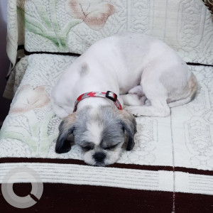 My 3 year old pet dog sugar is missing from mani majra-3