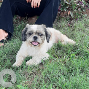 My 3 year old pet dog sugar is missing from mani majra-2