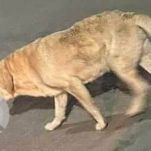 Labrador found in Sus Gaon