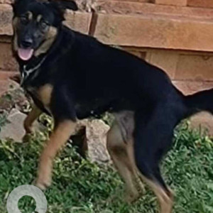 A German Shepherd  is missing  from Medahalli area , KR Puram