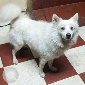 Pomeranian dog is found in Mudichur road, West Tambaram