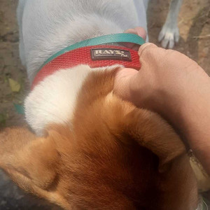Three legged male dog  is found at  moti bagh flats, near moti bagh metro station-3