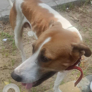 Three legged male dog  is found at  moti bagh flats, near moti bagh metro station-2