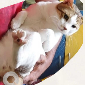 indie cat is missing from Mahavir Nagar, Borivali west-2