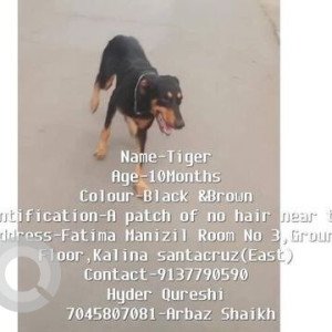 My pet dog Tiger is missing from kalina santacruz (East)