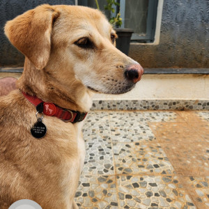 Our Pet Tipsy is missing from Indranagar, Please help-2