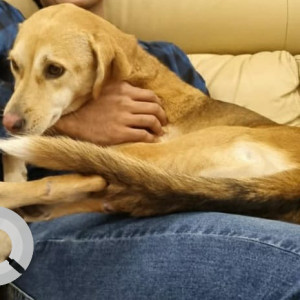 Our Pet Tipsy is missing from Indranagar, Please help-3